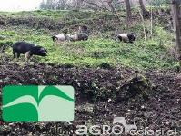 Prašiči ekološki Krško-poljski