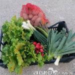 Sezonska zelenjava.