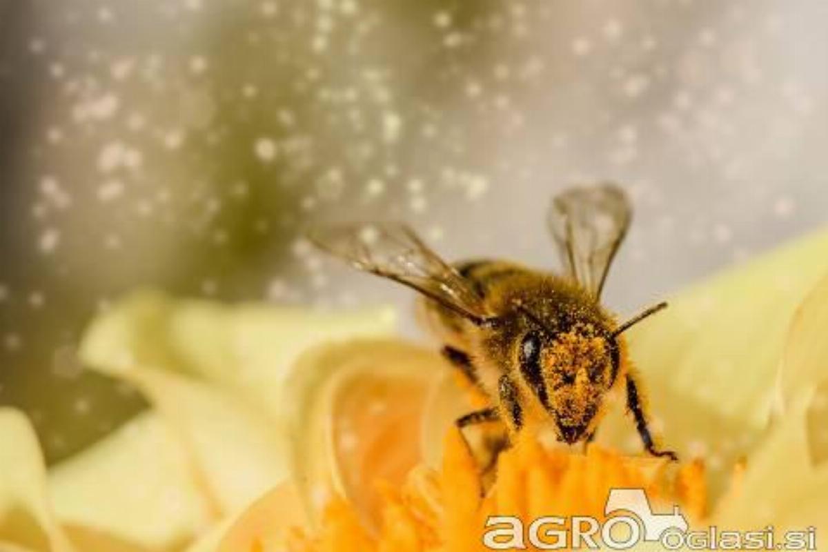 Propolis