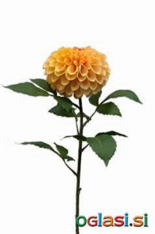 UMETNO CVETJE by Bonsai