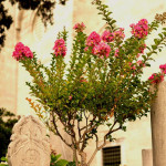 Okrasne rastline (www.plant-garden.si) - spletna prodaja sadik