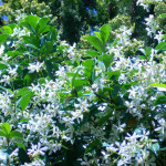 Okrasne rastline (www.plant-garden.si) - spletna prodaja sadik
