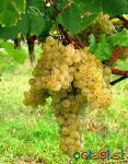 Prodam belo vino.