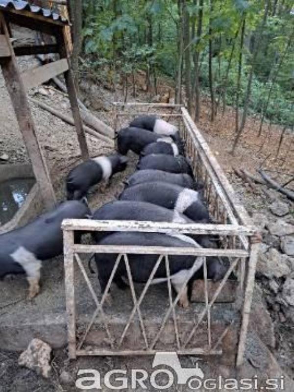 Krškopoljski oddojki