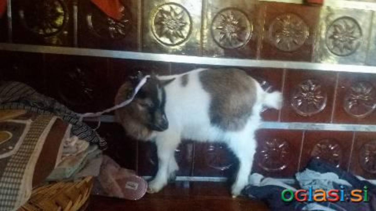 Himalajski mini kozlicki