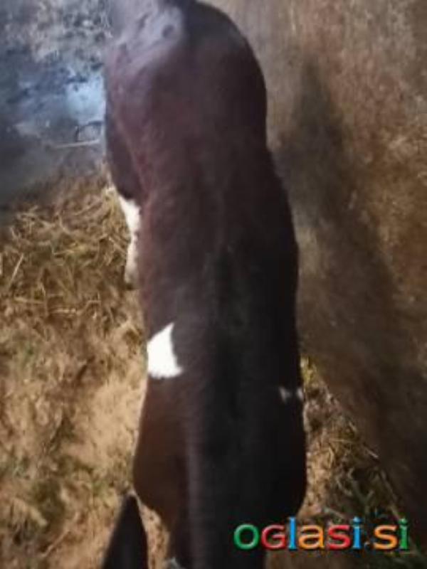 Bikec križanec LS ČB, star 7 tednov