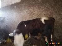 Bikec križanec LS ČB, star 7 tednov