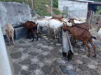 Pasma sanske in srnaste koze