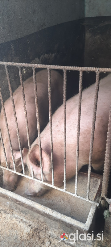 Prašič 250kg
