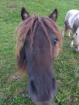 Ponika lusi