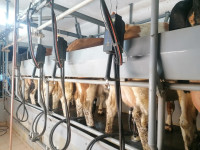 Delaval molzišče - mlekovod