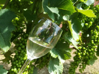 Prodam sortno vino