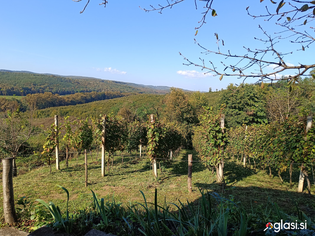 Vikend, vinograd in gozd