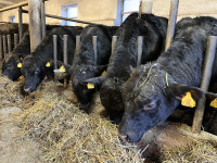 Prodam več bikov AAG