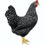 Kokoši - jarkice za začetek nesnosti