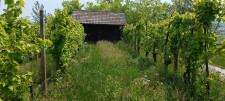 Krško Libna