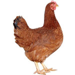 Kokoši - jarkice za začetek nesnosti