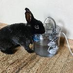 Avtomatska senzorska fontana prozorna - napajalnik za mačke in pse 2L