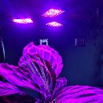 id-1004 Žarnica 108 LED UV za vzgojo rastlin 8W E27
