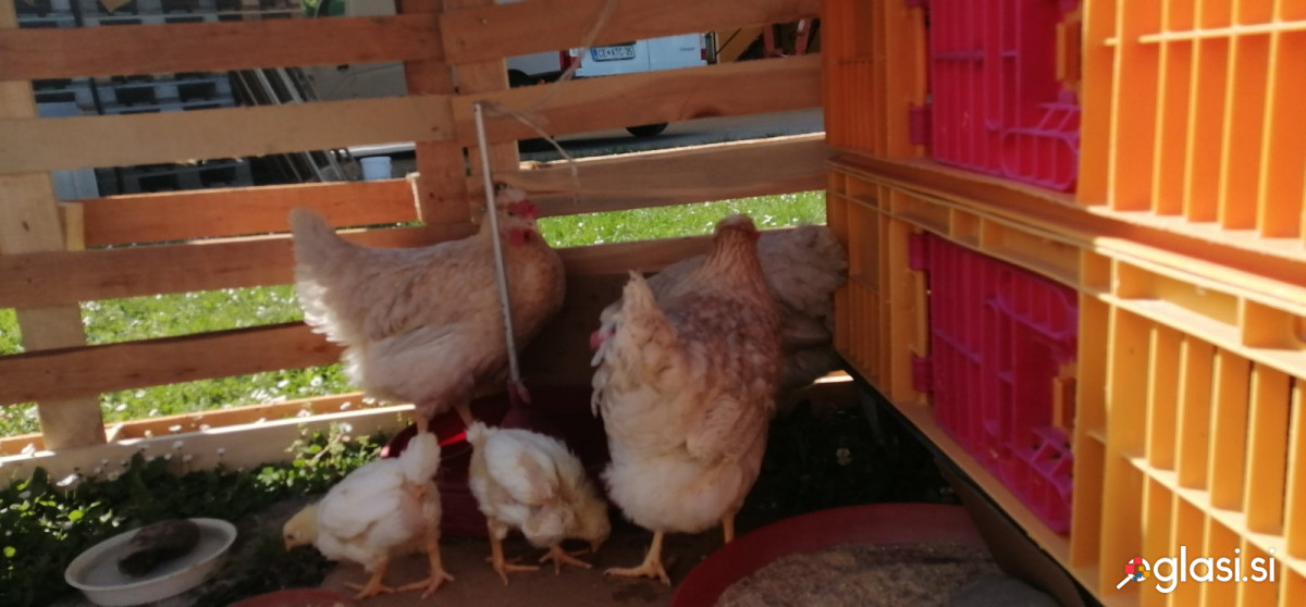 KOKOŠI NESNICE za začetek nesnosti - rjave in bele leghorn -prodajamo