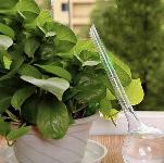 Set 8 kroglic za namakanje rastlin 280ml