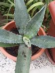 Prodam sadike agave