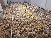 Kilogramski piščanci brolerji in rjave jarkice nesnice