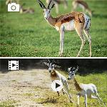 Brezžična IR prenosna gozdna lovska kamera LCD 16Mpx FULL HD