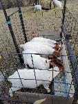 Krmilnik za drobnico jagnje, kozličke