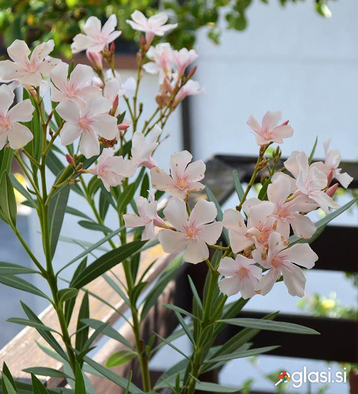 Oleander v loncu, svetlo roza cvetovi