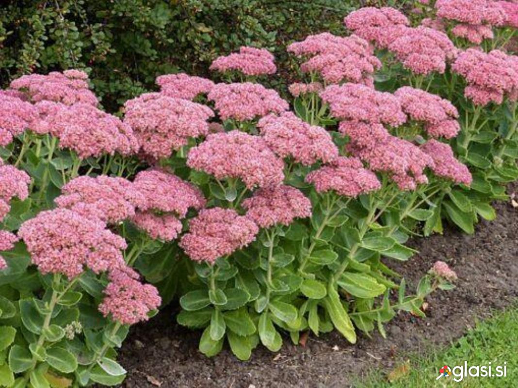 Sedum telephium - hermelika (velika hermelika)