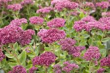 Sedum telephium - hermelika (velika hermelika)