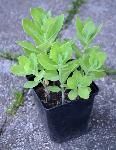 Sedum telephium - hermelika (velika hermelika)