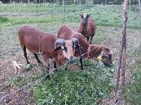 Kamerunski oven star pet mesece ekološka reja