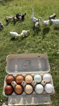 Oplojena jajca pasemskih kokoši