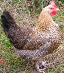 Jajca za inkubacijo / valilna jajca grahaste kokoši