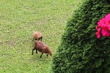 Kamerunske ovce, čistokrvne, eko certifikat 90,00 eur