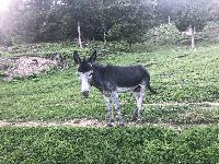 Osla starega dve leti in pol z EKO kmetije prodam