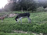 Osla starega dve leti in pol z EKO kmetije prodam