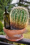 Kaktus vrste Echinocactus grusonii