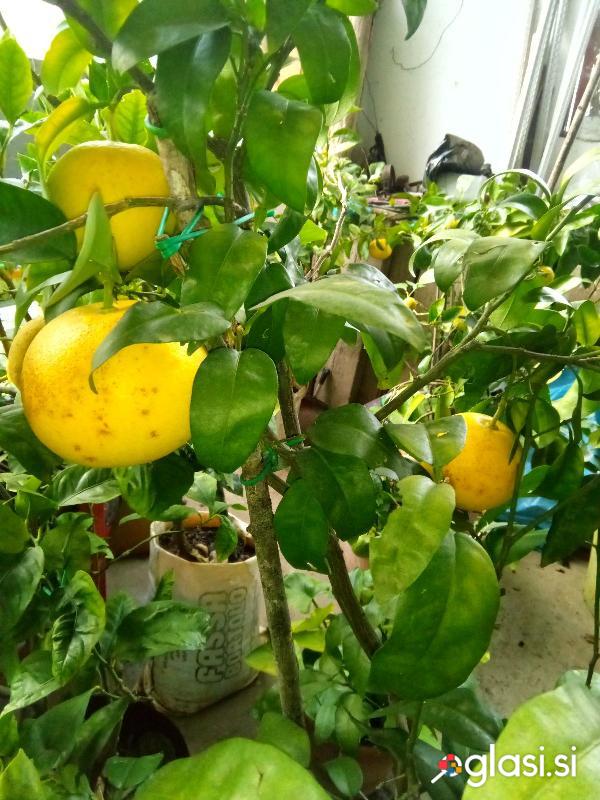 Grenivka- pomelo