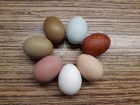 Valilna jajca kokoši, barvna