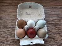 Valilna jajca kokoši, barvna