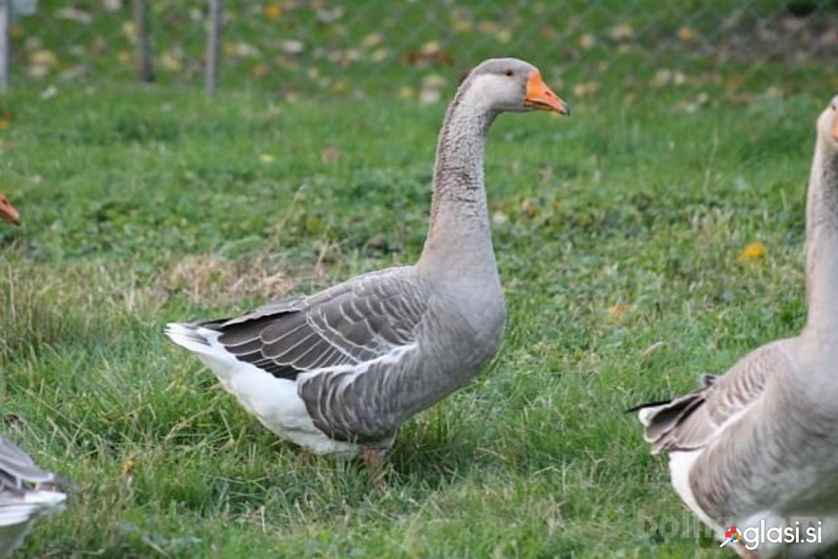 GOSKE, sive gosi, gos