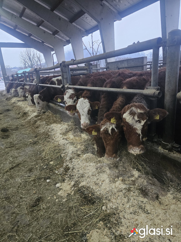 Telica breja nebreja