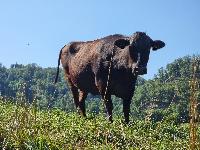 WAGYU, JAPONSKO GOVEDO