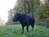 WAGYU - PLEMENSKI BIK EKOLOŠKA REJA