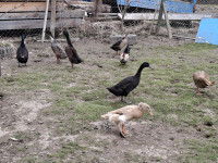 RACE TEKAČICE PO PARIH