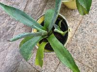 Agava