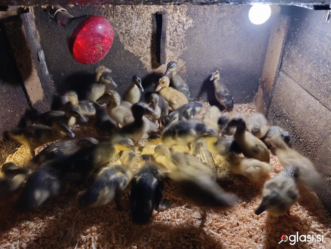 40 Indijskih tekačic v 2 tednu starosti